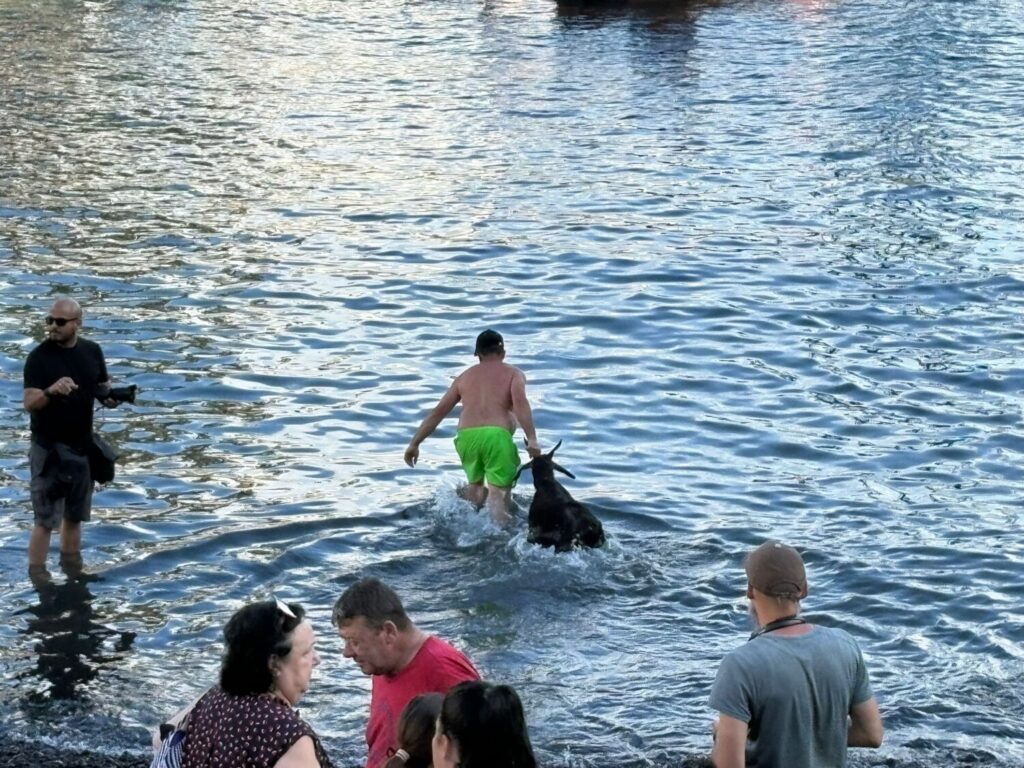 Centenares de cabras han recibido su baño por San Juan / Cristina Rodríguez / RTVC