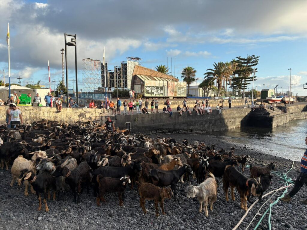 Baño de cabras en el Puerto de la Cruz (Tenerife) cumpliendo con el ritual de San Juan / Cristina Rodríguez / RTVC