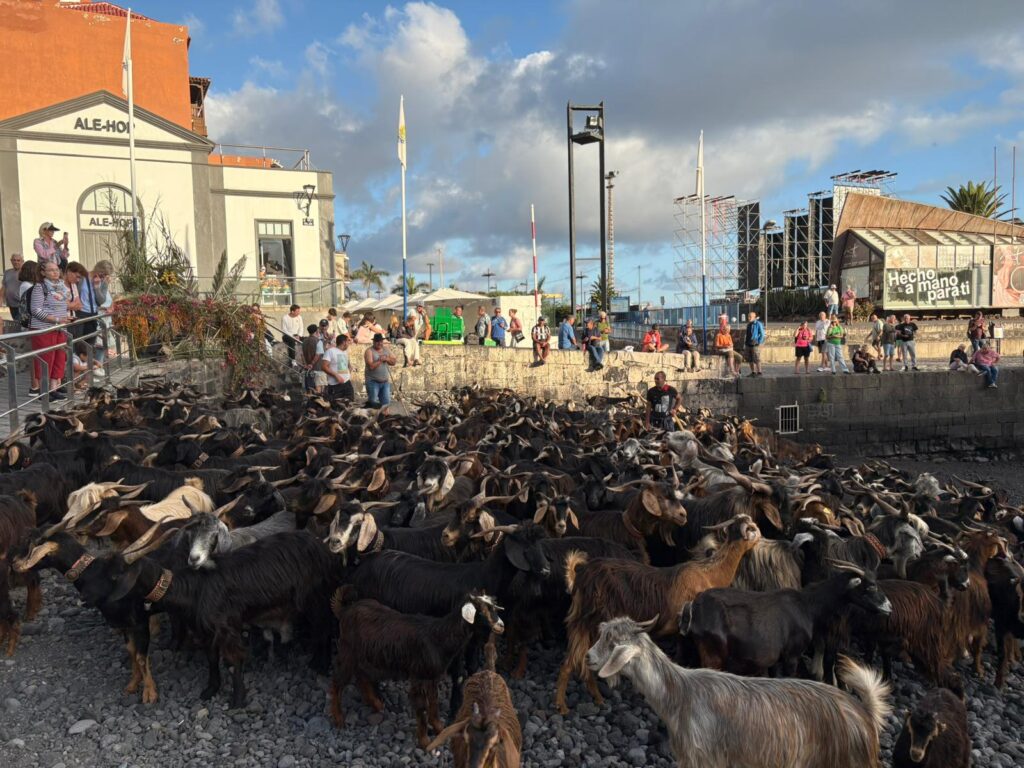 Baño de cabras en el Puerto de la Cruz (Tenerife) cumpliendo con el ritual de San Juan / Cristina Rodríguez / RTVC
