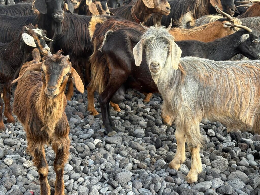 Baño de cabras en el Puerto de la Cruz (Tenerife) cumpliendo con el ritual de San Juan / Cristina Rodríguez / RTVC