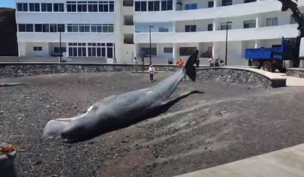 Cadáver de cachalote hallado en Fasnia, Tenerife