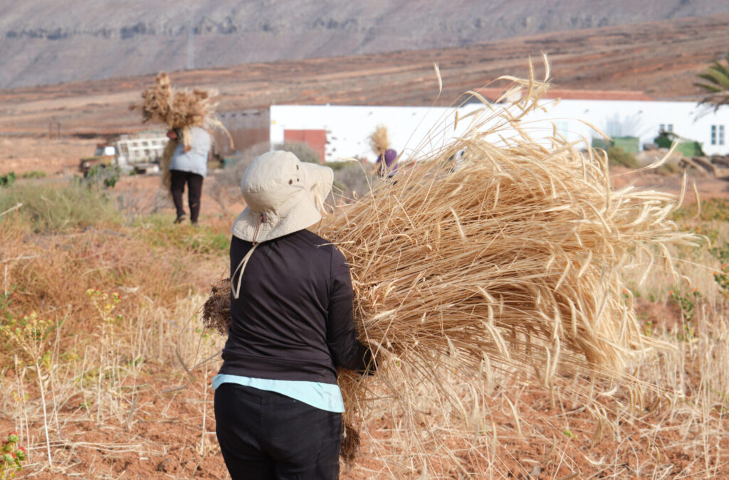 Recogida de centeno en Fuerteventura para uso de los artesanos