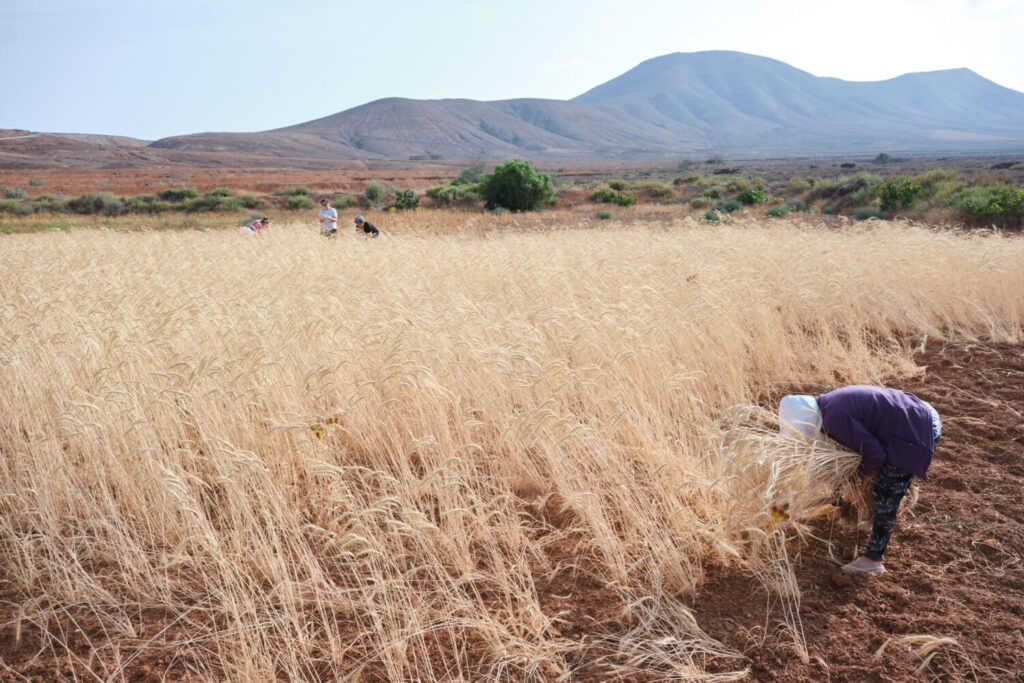 Recogida de centeno en Fuerteventura para uso de los artesanos