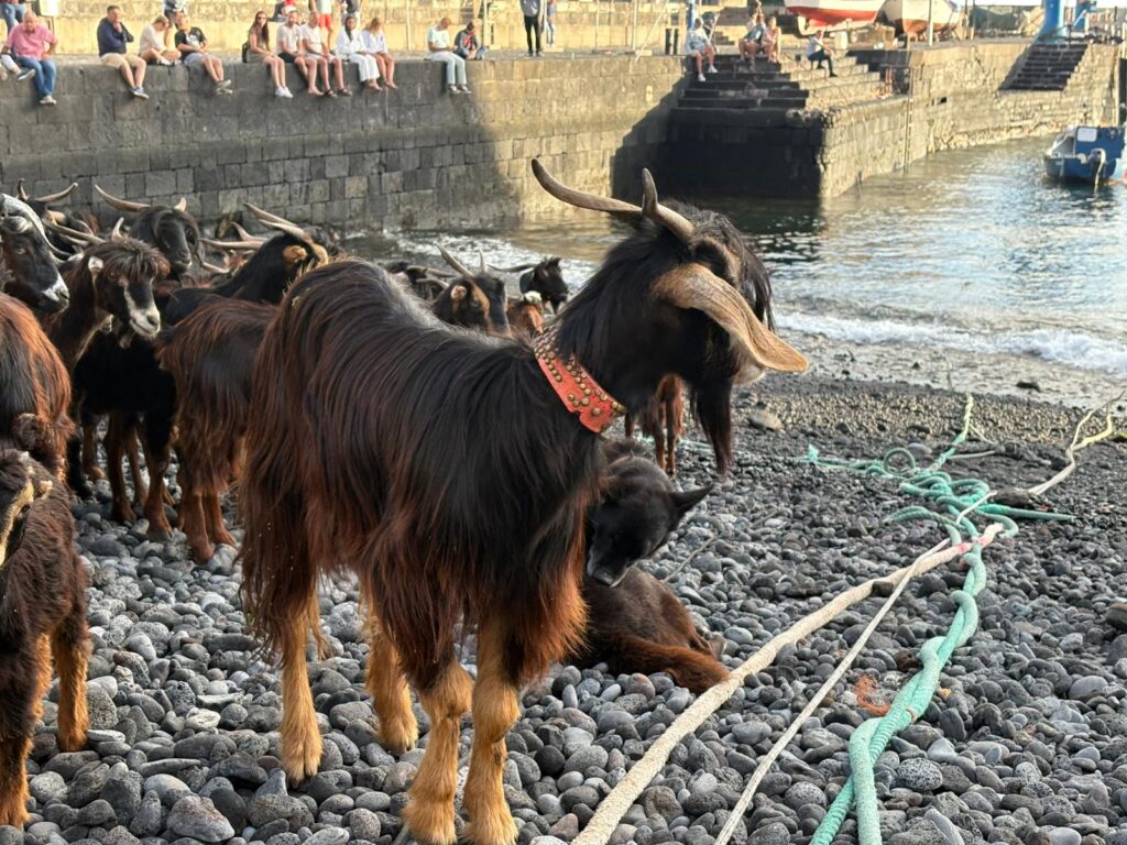 Baño de cabras en el Puerto de la Cruz (Tenerife) cumpliendo con el ritual de San Juan / Cristina Rodríguez / RTVC