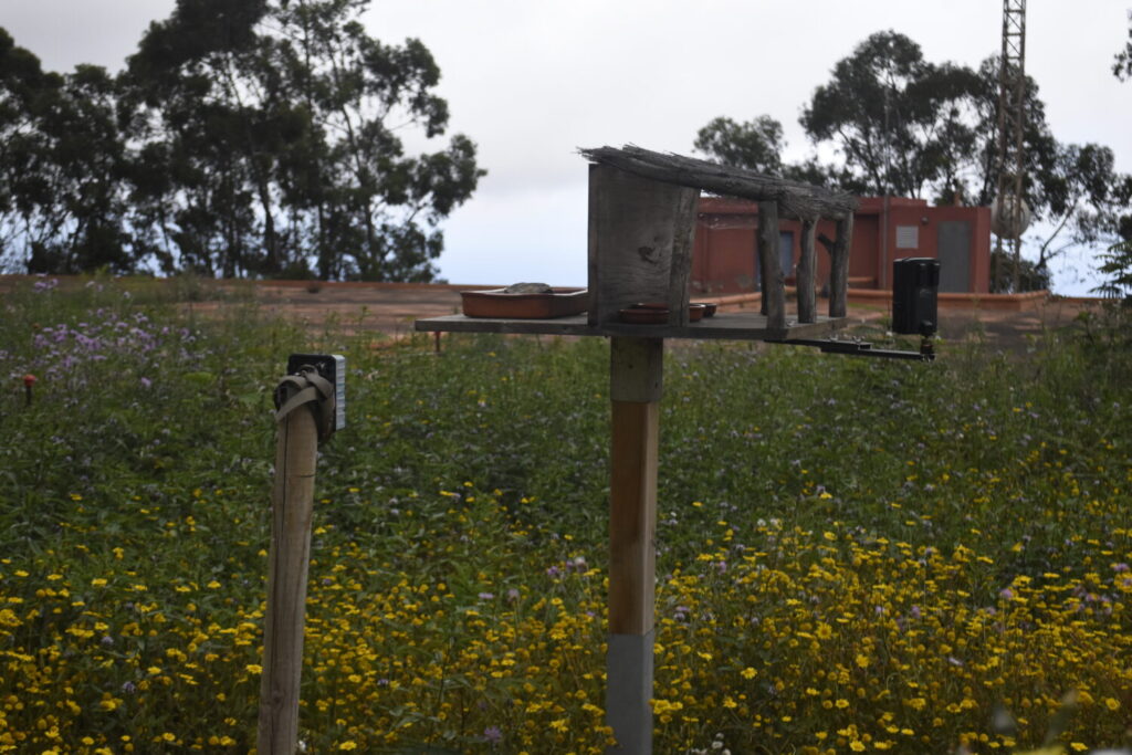 Aves monitorizadas para recuperar la antigua Selva de Doramas