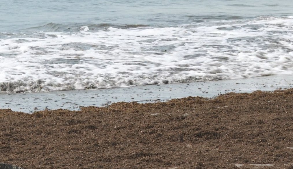 Los expertos advierten de que es una especie invasora y las algas asiáticas pueden llegar a desplazar a las autóctonas