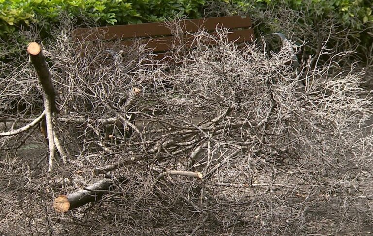 Santa Cruz de Tenerife tala los árboles enfermos de La Rambla