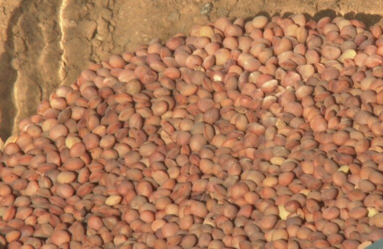 Colegios de Fuerteventura recuperan el cultivo de la lenteja majorera