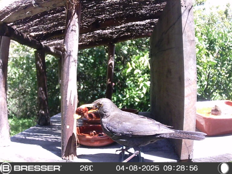 Aves monitorizadas para recuperar la antigua Selva de Doramas