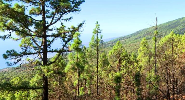 Gran Canaria prohíbe el uso del fuego en zonas recreativas y la caza ante la alerta por riesgo de incendio forestal