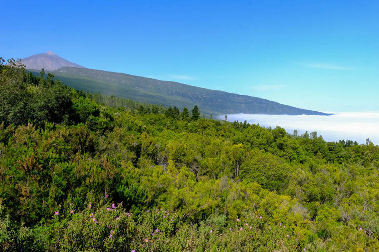Tenerife crea una unidad de vigilancia de infracciones ambientales en las redes sociales