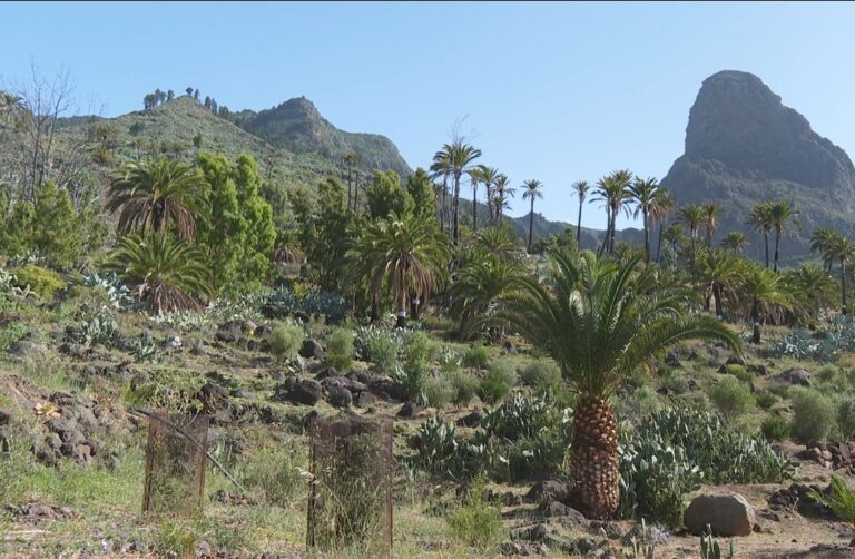 Tres personas mayores de 60 años trabajan en el proyecto ‘Plántate’ en La Gomera