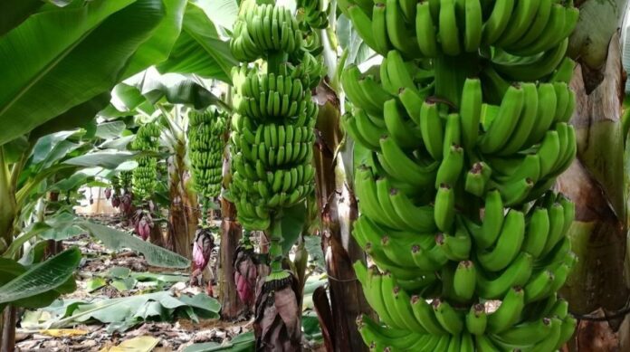 El precio del plátano en origen ha aumentado en las últimas semanas / Europa Press