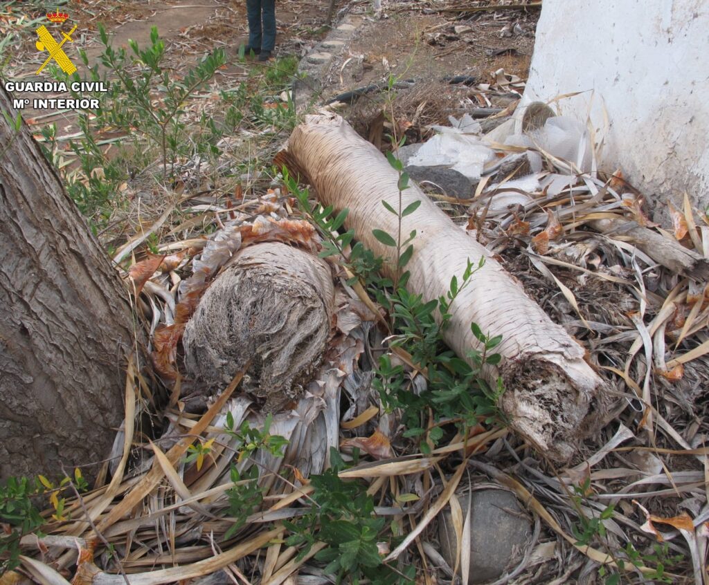 La Guardia Civil investiga a una personapor haber talado en varios fragmentos unejemplar de Drago Canario (DracaenaDraco) de más de 50 años, en Gáldar