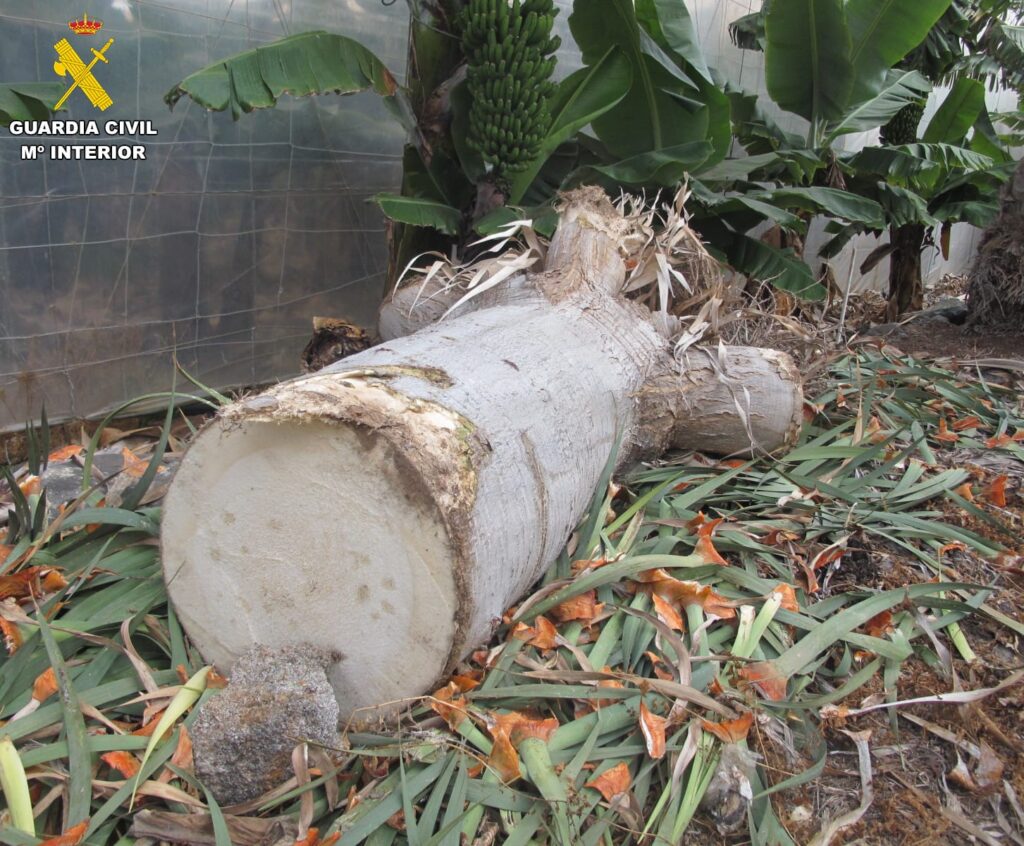 La Guardia Civil investiga a una persona por talar un ejemplar de Drago Canario de más de 50 años en Gáldar