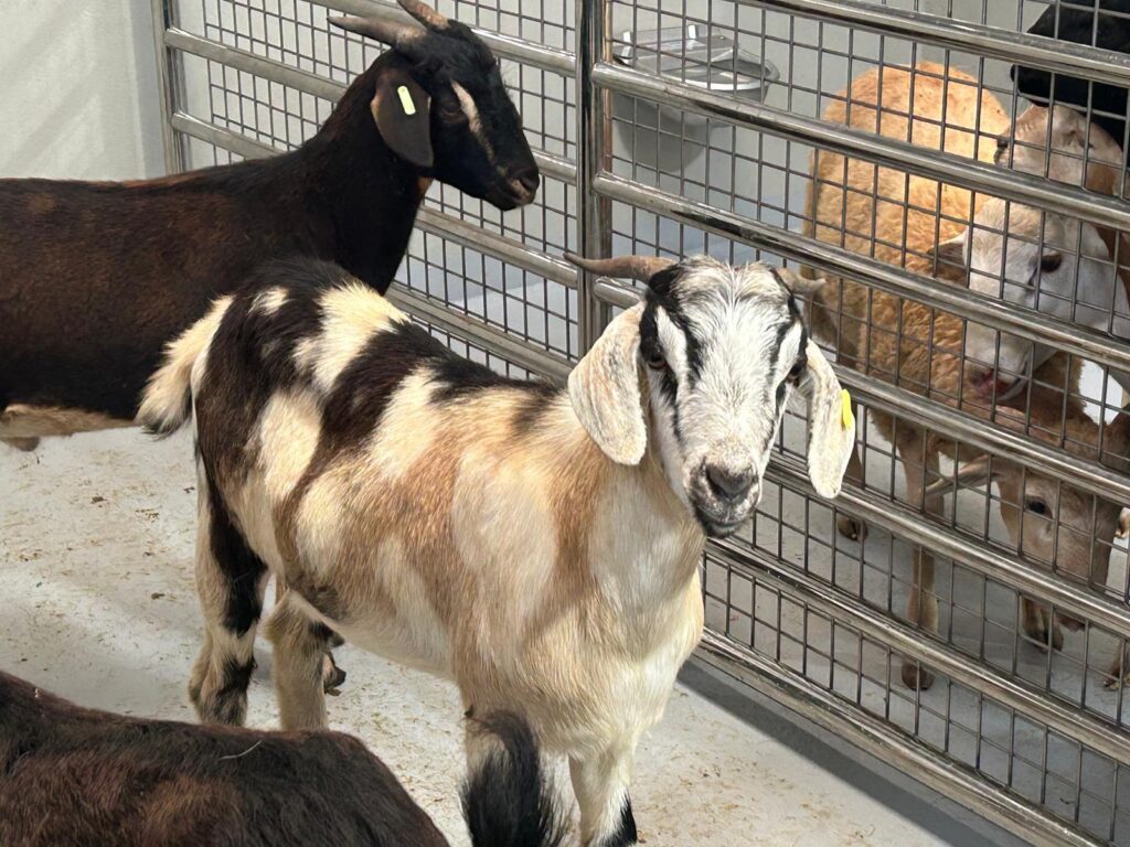 Canarias concede 2,6 millones de euros en ayudas POSEI al fomento del consumo de carne local