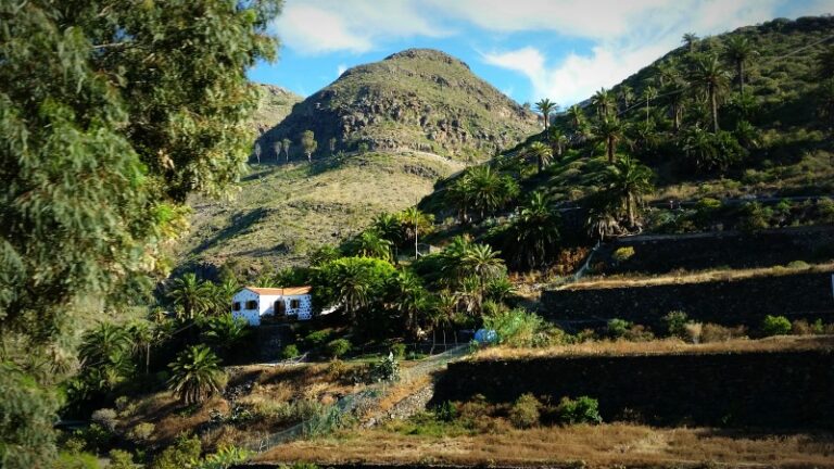 Reforestan la Selva de Doramas, en Gran Canaria