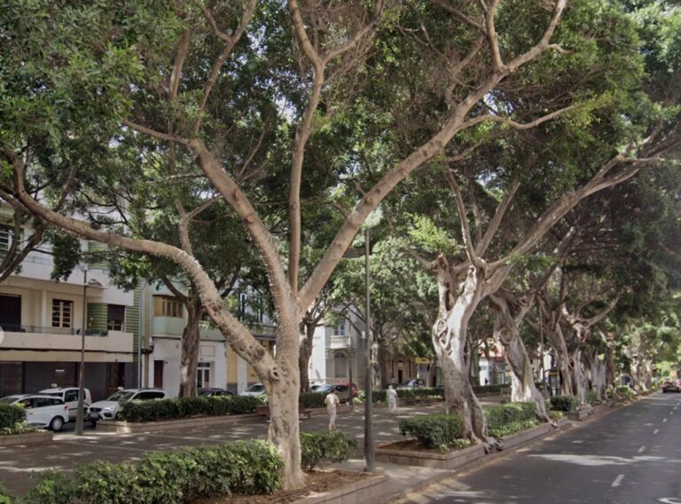 El Colegio de Agrónomos alerta que la ley de arbolado urbano puede colapsar los servicios municipales