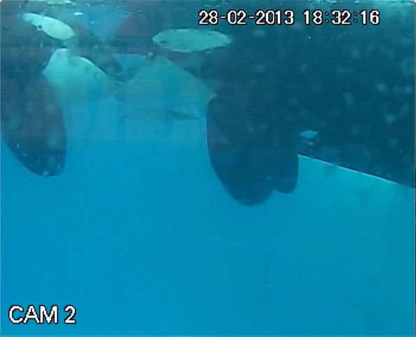 Por primera vez se registra un beso entre orcas en libertad