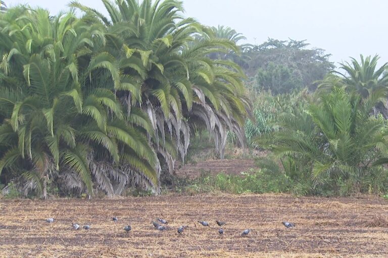Recuperar el antiguo humedal de La Laguna es viable