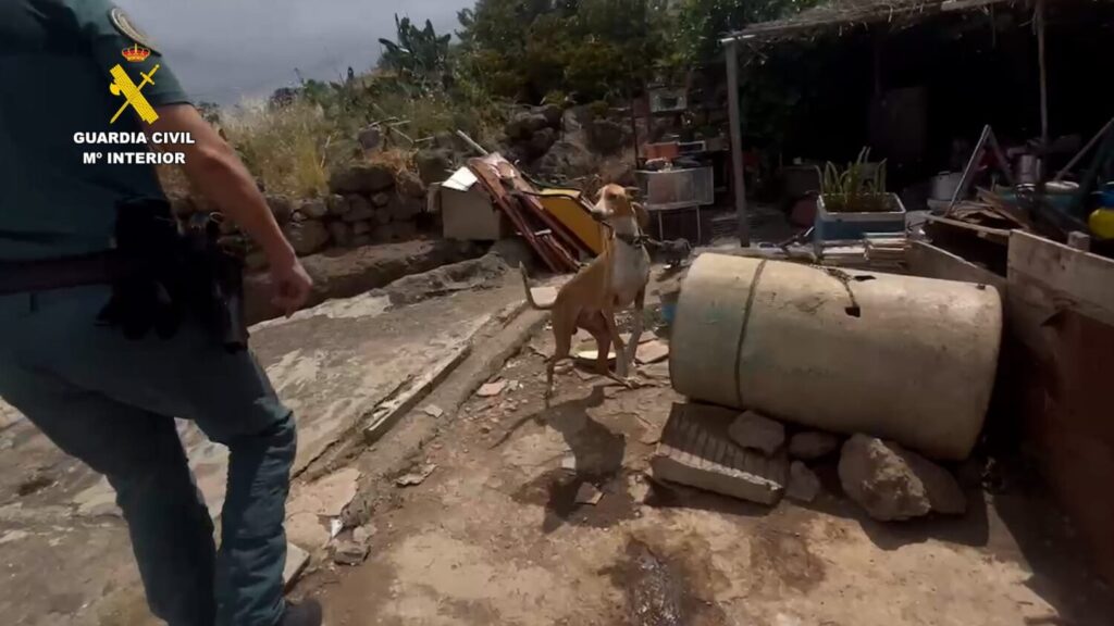 El SEPRONA investiga a una persona por maltrato a los animales en la isla de Gran Canaria