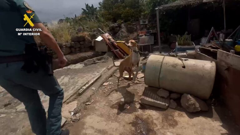 Perros malnutridos y trampas con canarios como cebo