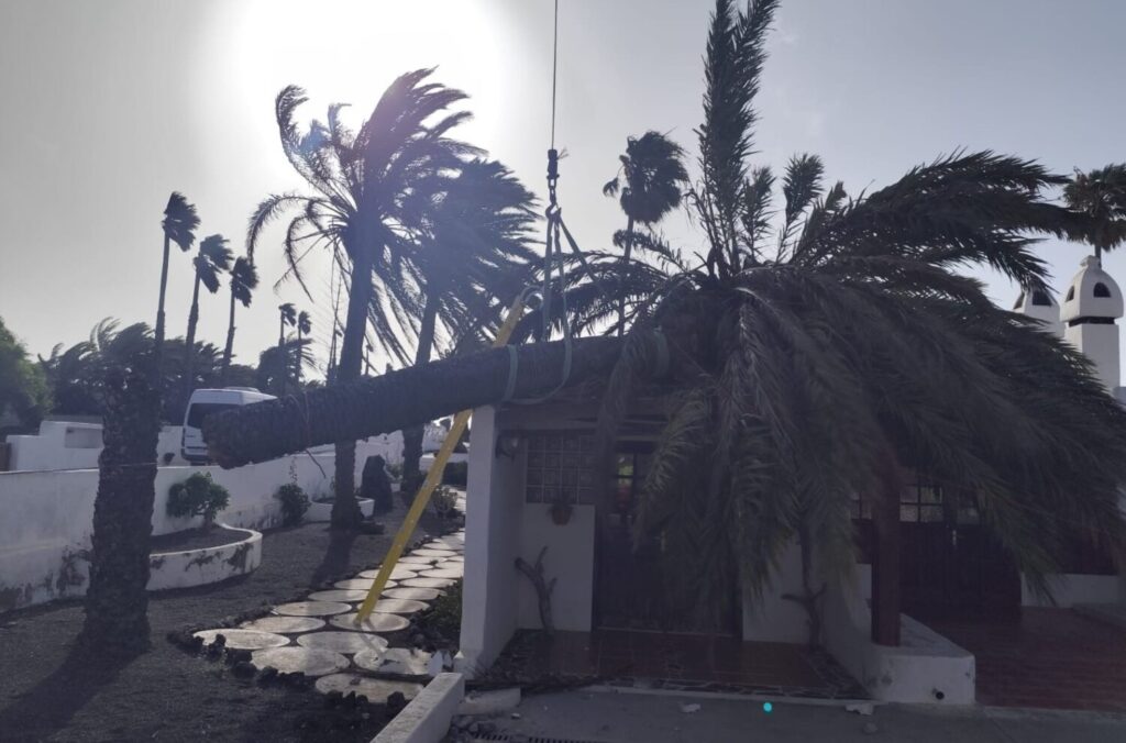 Palmera caída en Teguise. Imagen Consorcio de Seguridad y Emergencias de Lanzarote
