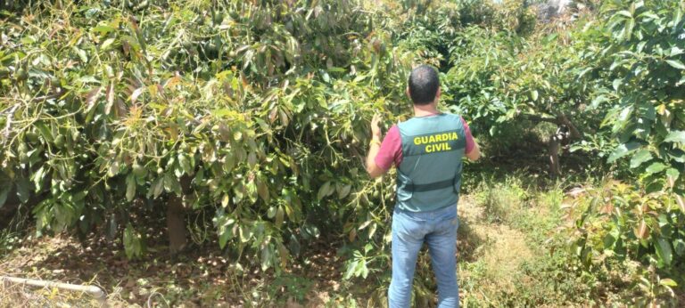 Investigan a 7 personas por robar 440 kilos de aguacates en Tenerife