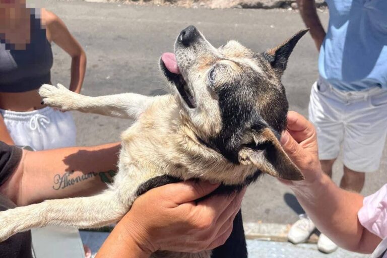Un hombre es detenido en Vecindario por tirar a la basura a su perro vivo