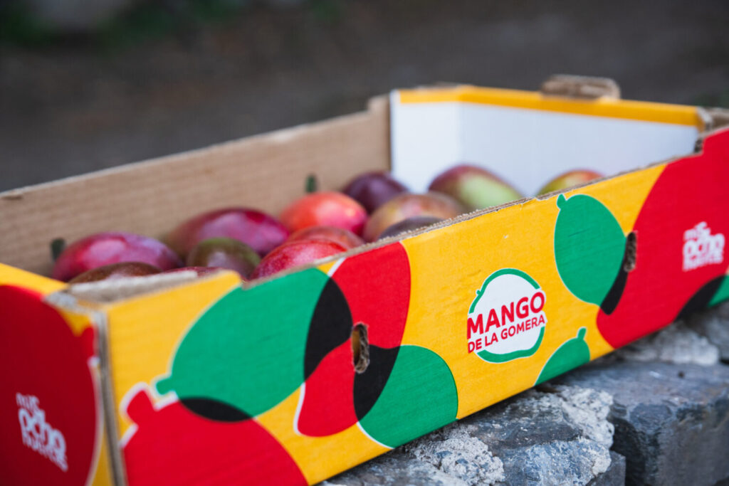 Impulsan la comercialización de más de 100.000 kg de mangos de La Gomera