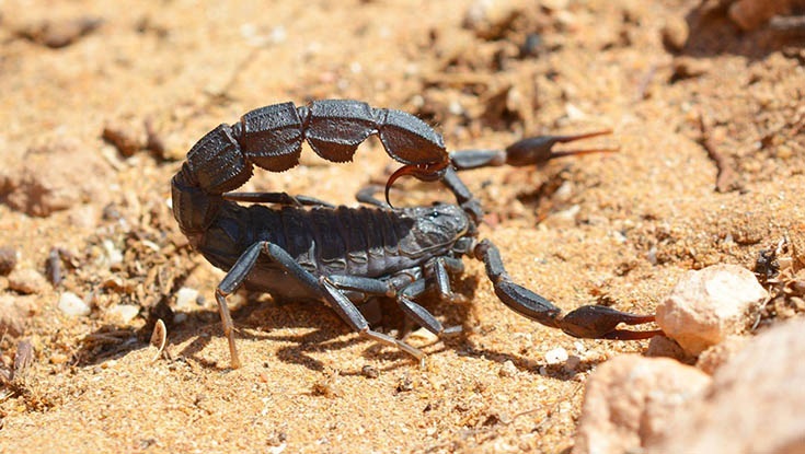 Detienen a una pareja por intentar introducir especies invasoras en Canarias