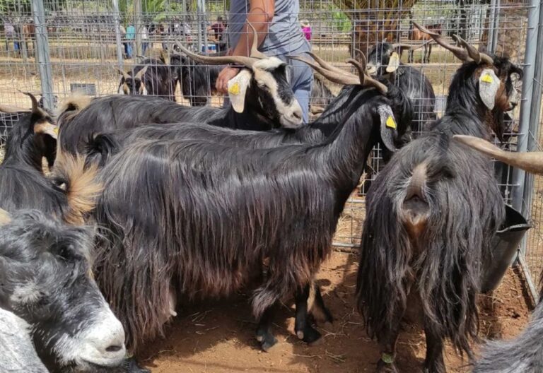 ‘De Campo y Mar’ pone en valor el sector primario en Canarias desde FAGATE