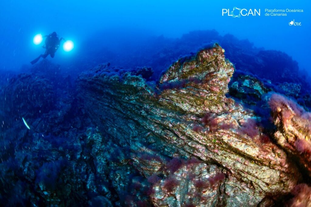 La vida submarina se abre paso en las nuevas fajanas de La Palma