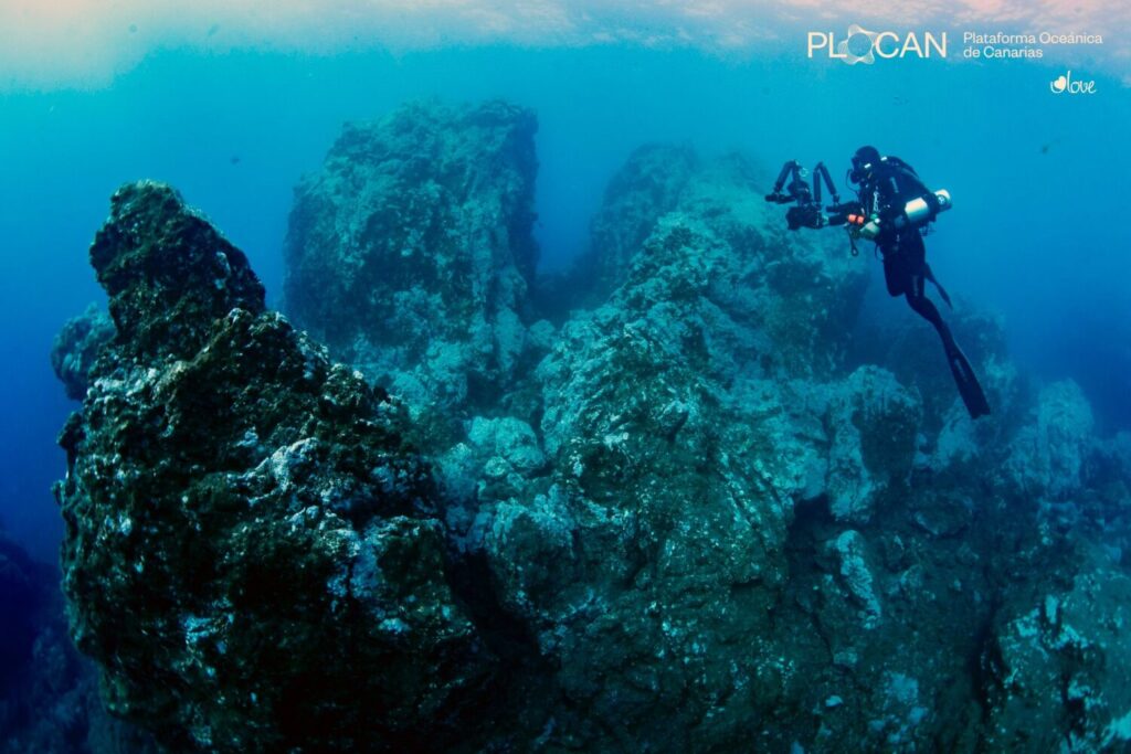 La vida submarina se abre paso en las nuevas fajanas de La Palma