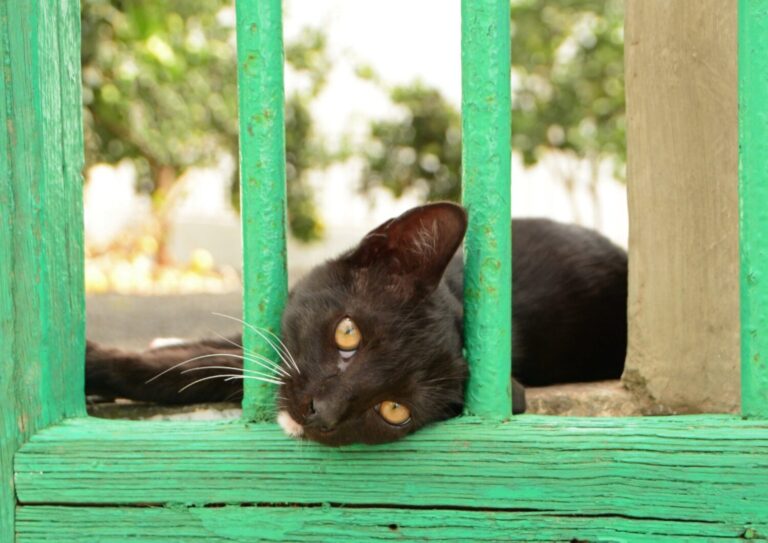 SEO/BirdLife denuncia la liberación de gatos en La Graciosa por su impacto en la biodiversidad