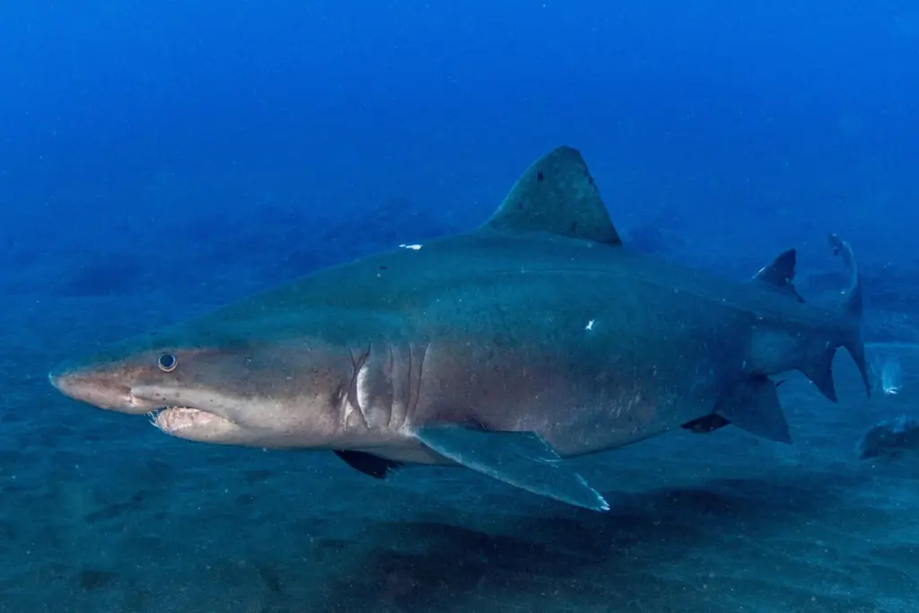 Miembros de los centros de buceo de La Restinga, en el municipio de El Pinar, han avistado en las últimas semanas un ejemplar de tiburón de la especie Odontaspis ferox, comúnmente denominados Tiburón Solrayo, en aguas de la Reserva Marina del Mar de Las Calmas, en El Hierro. EFE/ Ruyman Escuela/Buceo El Bajón.