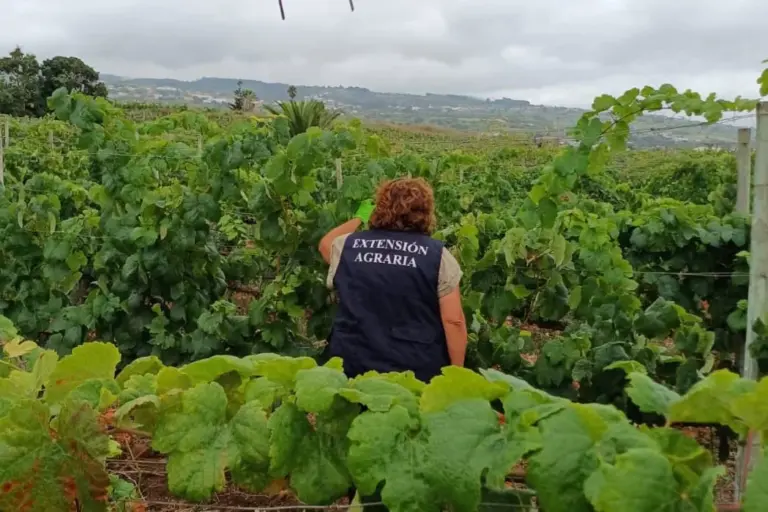 España prohíbe la entrada de uva de vinificación en Canarias por la filoxera