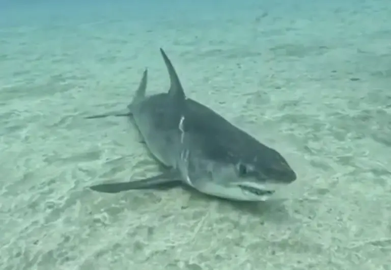 Avistan un tiburón Mako en la costa del sur de Tenerife