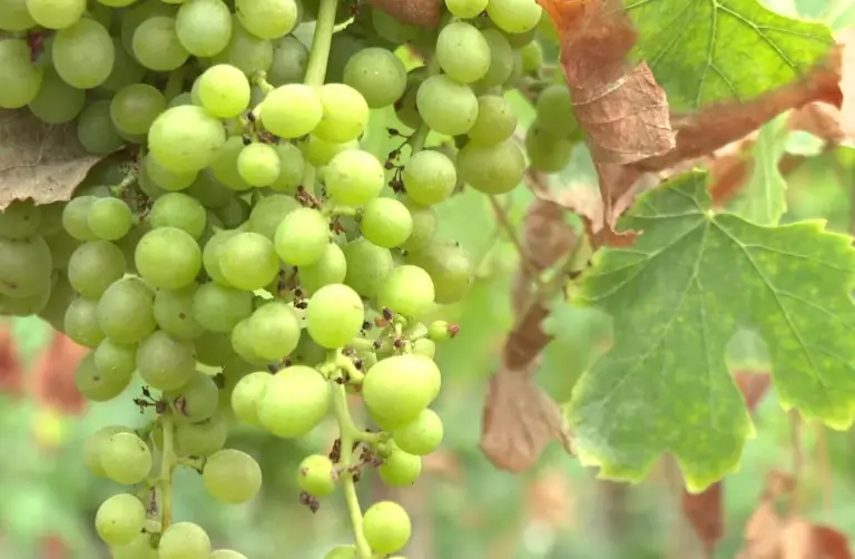Canarias prohíbe el movimiento de vid y uva fresca para frenar la propagación de la filoxera