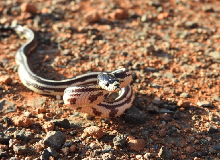 La serpiente invasora que amenaza la biodiversidad de Gran Canaria
