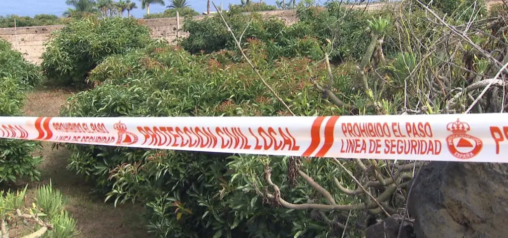 Varios ejemplares de vid acordonados ante la presencia de filoxera