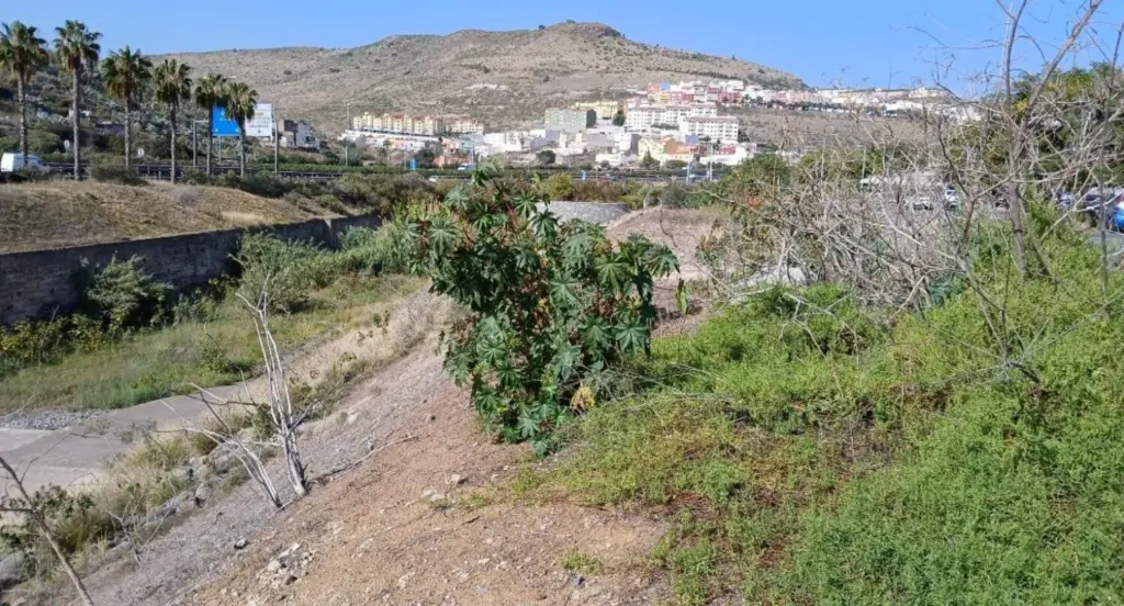 Las Palmas adjudica el lagartario de Tamaraceite para conservar reptiles endémicos