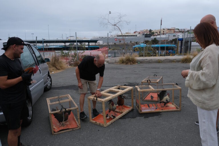 Las Palmas de Gran Canaria inicia la captura de gallos y gallinas para combatir plagas urbanas