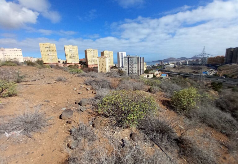 Plantas autóctonas, cajas nido y ‘hoteles’ para insectos en la renaturalización del Barranco de La Ballena