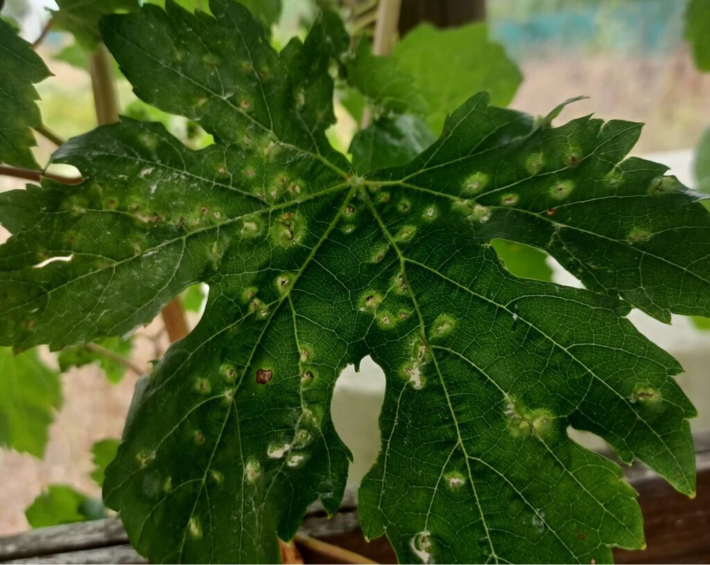 El suelo volcánico de las islas frenó la plaga de filoxera en el siglo XIX