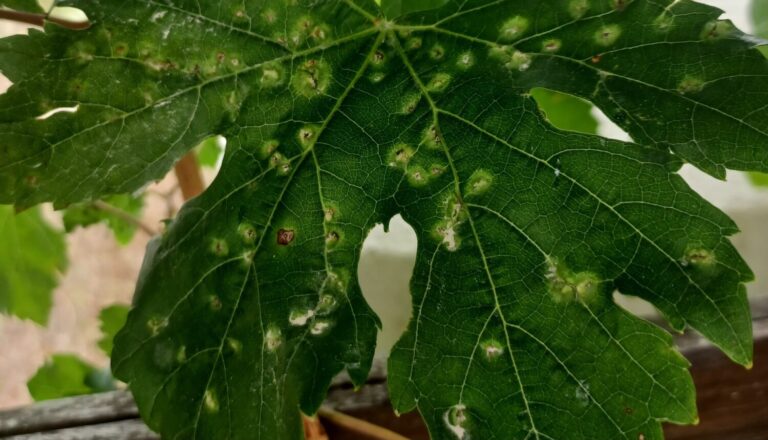 El suelo volcánico de las islas frenó la plaga de filoxera en el siglo XIX