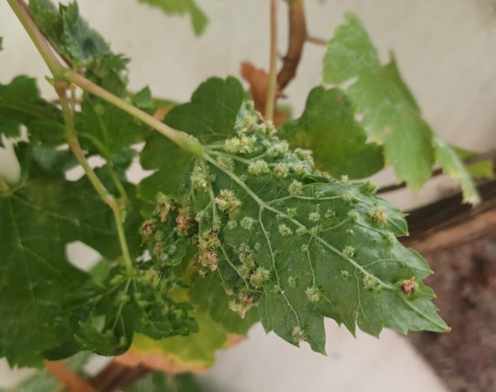 Confirman un segundo foco de filoxera en La Matanza