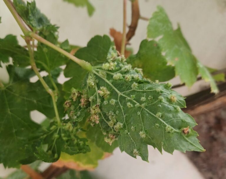 Confirman un segundo foco de filoxera en La Matanza