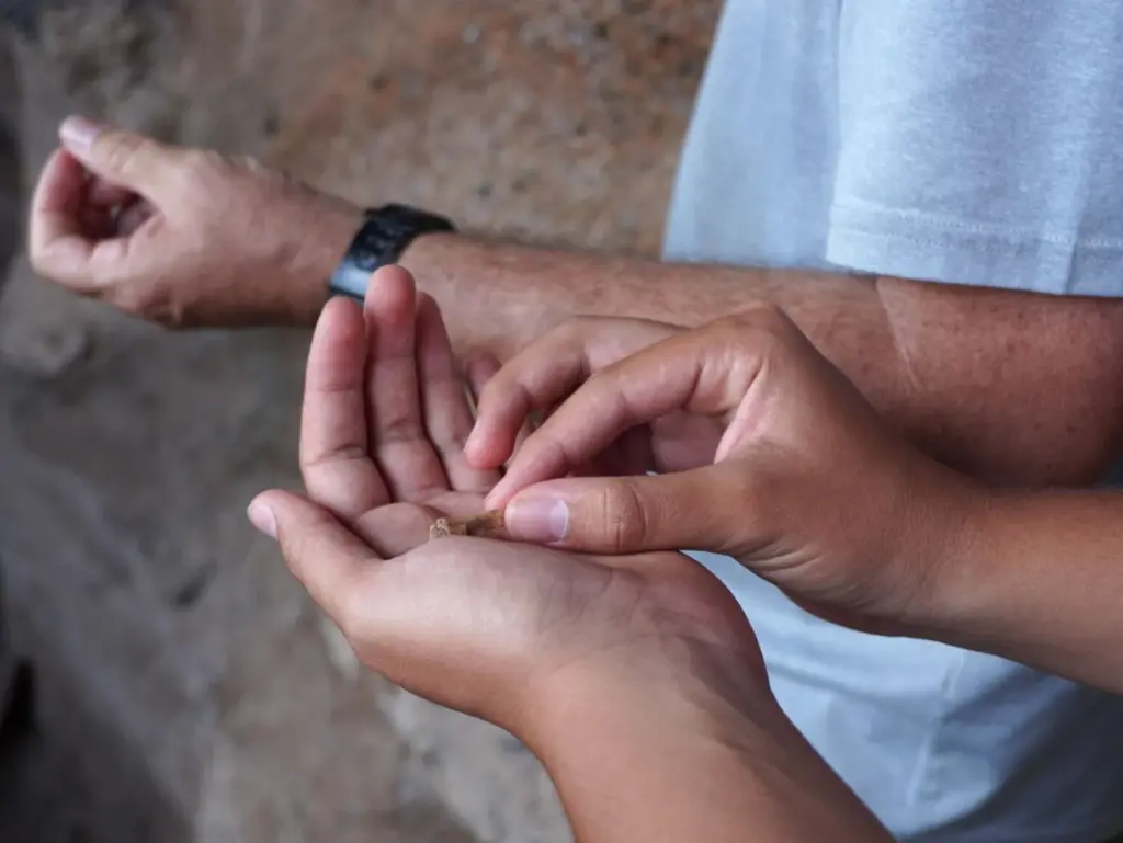 Los primeros habitantes de La Gomera convivían con su ganado en cuevas