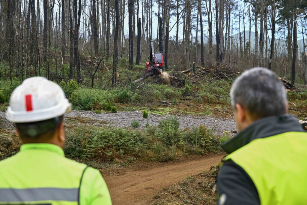 El Cabildo invierte más de 6,6 millones de euros en recuperar de la masa forestal afectada por el incendio de 2023